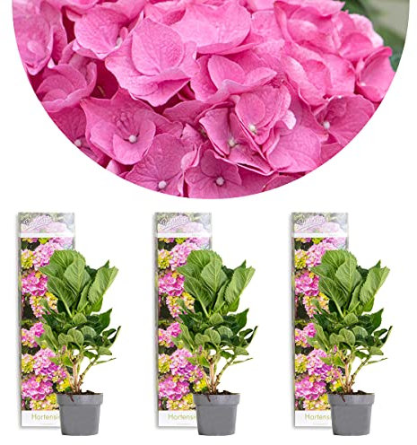 Bloomique - Lot de 3 - Hydrangea Macrophylla Early Pink – Hortensia – Hortensia commun – Plantes de jardin – Rustique – 20-30 cm de haut – Pot 10,5 cm