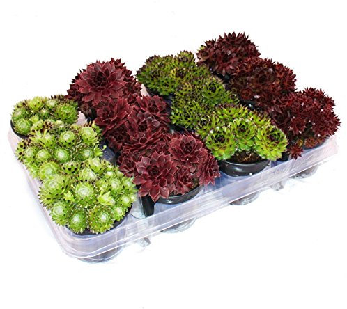 Exotenherz - Hauswurz - Set aus 12 verschiedenen Sempervivum-Sorten