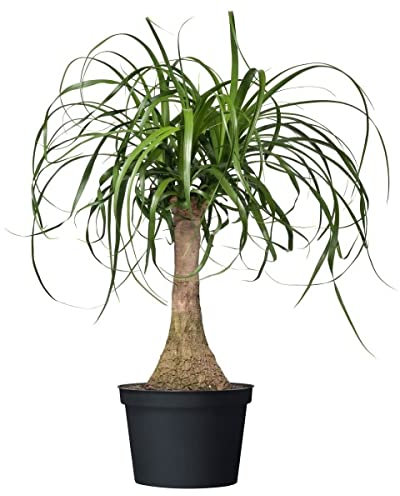 Bottle Palm 7 Tree Seeds - Beaucarnea Recurvata.