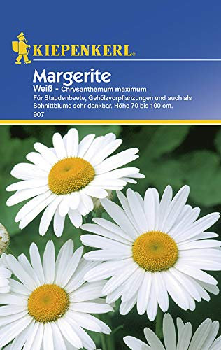 Kiepenkerl 907 Margerite weiß (Margeritensamen)