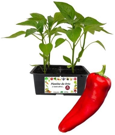 P. Piantine da Orto | Peperone Corno Rosso, Kit da 4 piantine, Pianta Pronta per il Trapianto, Pianta Vera da Orto, da Balcone, e da Esterno, Vivaio Italiano