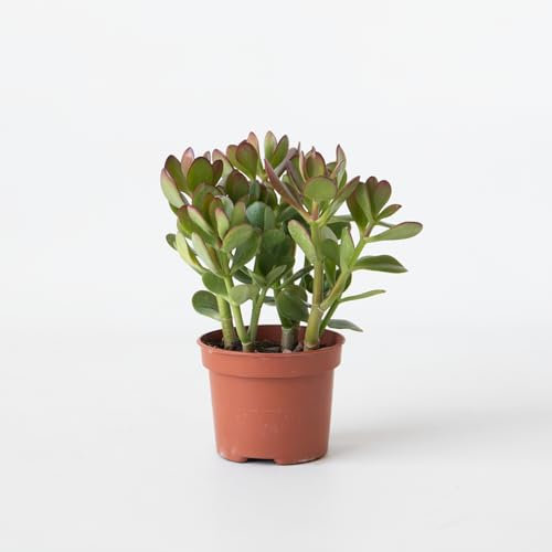 Plant in a Box - Arbre à jade - Crassula ovata - Hauteur 15-25cm - ø12cm - Succulent - Vert