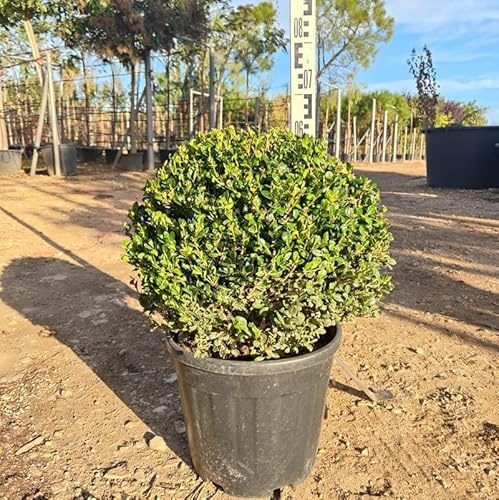 PianteWeb pw-bosso-palla-bianco-30