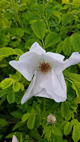 Rosa rugosa 'Alba' / Rosier rugueux blanc/Conteneur de 2 à 2.9 litres/arbuste fruitier