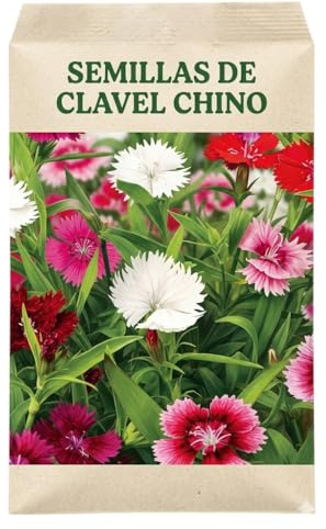 Color en Jardín y Terraza con Clavel Chino – Semillas de Clavel Chino para Maceta o Parterre con Floración Ornamental | DECOALIVE
