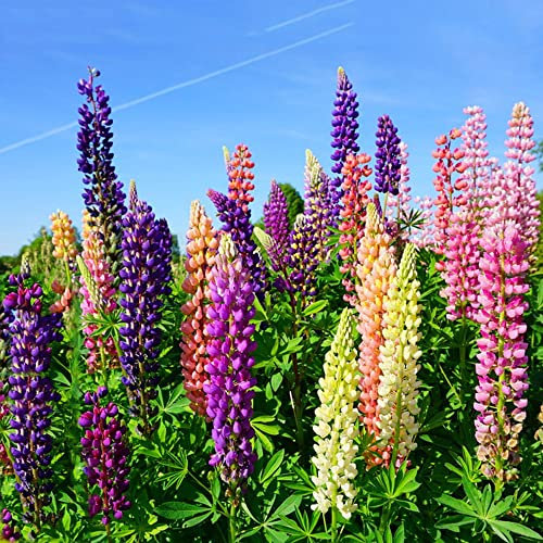 Lupinensamen Gründüngung Samen - Lupinus Micranthus - Lupine Winterfeste Pflanzen Für Kübel Stauden Winterhart Mehrjährig Dachbegrünung Samen Geschenk 300 Stück