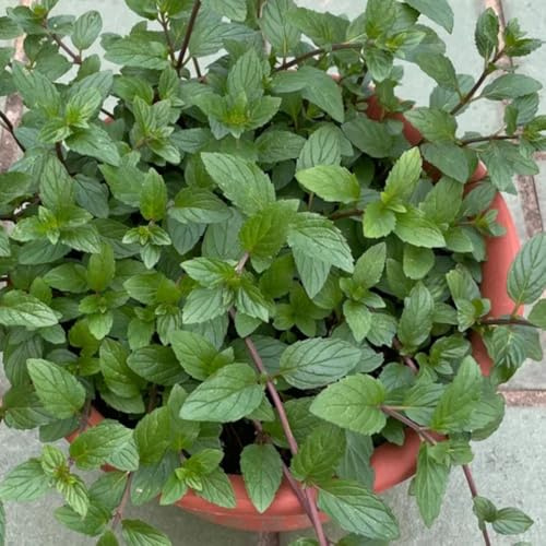 Semi di menta piperita, resistente al freddo, balcone per interni da giardino 250pcs