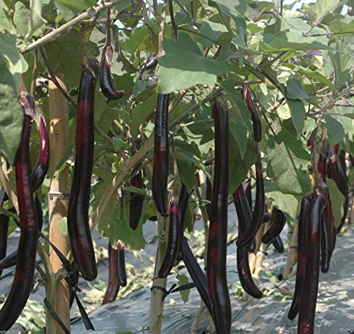 Organic Non-gmo (Ping Tung Long Eggplant 100 Seeds) 12-18” Fruit , Don't Need to Be Peeled