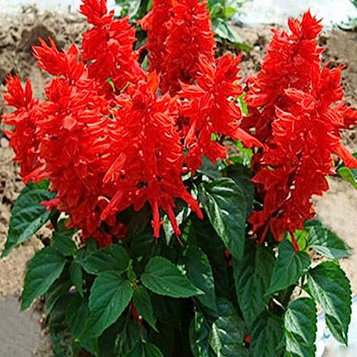 50 Stück/Beutel Scharlachrote Salbei-Samen, Sunshine Prefer-Pflanze im Frühling, starke Vitalität, dekorative rote Blumensamen, Blumensamen, Blumen-Obstbaum-Gemüsesamen Bündel Rote Samen