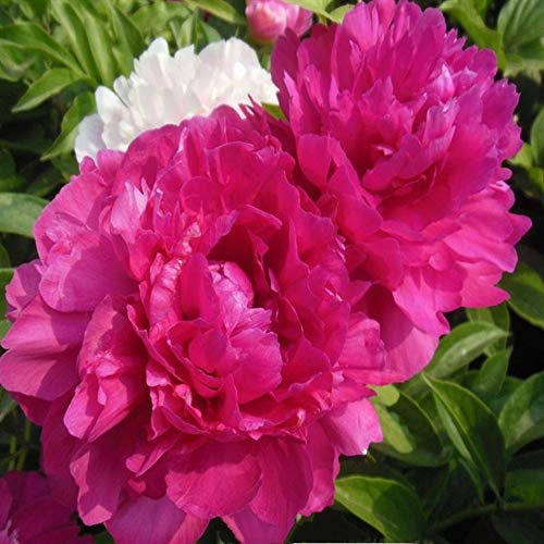 3-5 yeux pivoine racine nue - racines de pivoine à planter - bulbes/racines sains de haute qualité et sains (1, rouge)