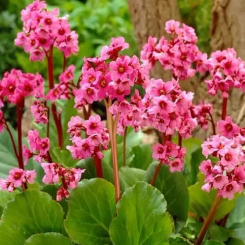 semi di bergenia cordifolia di perenni resistenti di bergenia da giardino, esotiche, resistenti all'esterno 60pcs