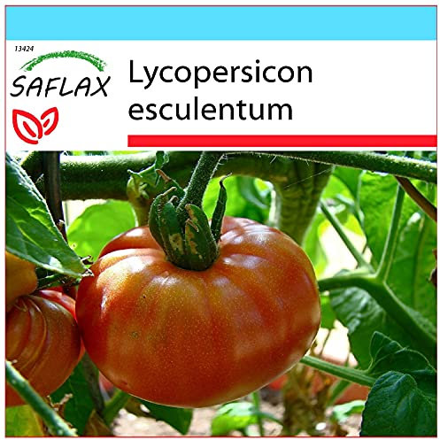 SAFLAX - Set regalo - Tomate - Brandywine - 10 semillas - Con caja regalo/envío, etiqueta para envío, tarjeta de felicitación y sustrato de cultivo y fertilizante - Lycopersicon esculentum