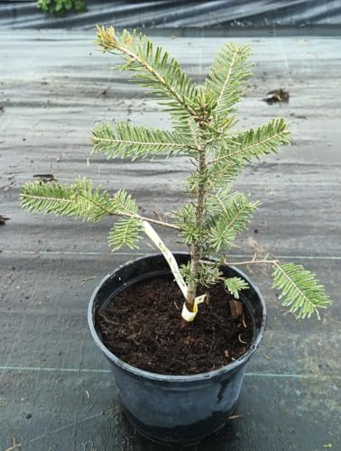 Abies grandis/Sapin de Vancouver/Conteneur de 2 à 2.9 litres/Conifère