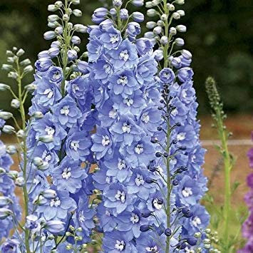seedsown 50 Samen - Delphinium/Rittersporn - Sommer-Himmel