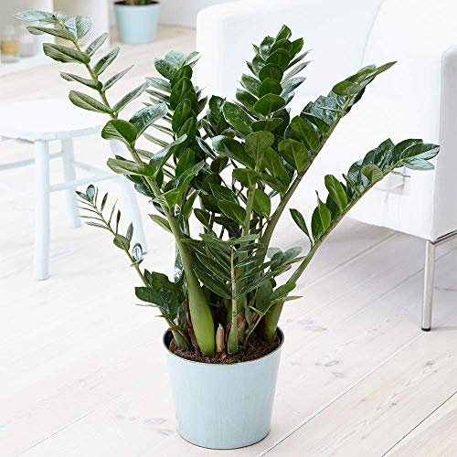 GardenersDream Zamioculca Zamiifolia Plant in Pot - Live Air Purifying Indoor Plants for Home and Office - Decorative Evergreen House Plants - Great Gifts for Plant Lovers (30-40cm incl. 13cm Pot)