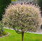 Salix-Stämmchen Hakuro Nishiki, Japanische Harlekin-Weide