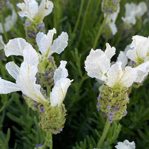Semi di lavanda, regali per giardinieri semi di Decorazione 800pcs