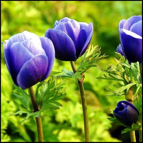 Bulbi di Tulipano | Eleganti,Vivaci,Romantici, Delicati, Nobili, Sereni, Freschi-15 bulbi-C