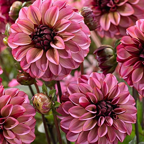 schone 1 x Dahlia Decorative - Beautiful Double Blooms – Summer Flowering Bulb – Perennials – for Your Beautiful Garden (1 x Dahlia Decorative Senior's Hope)