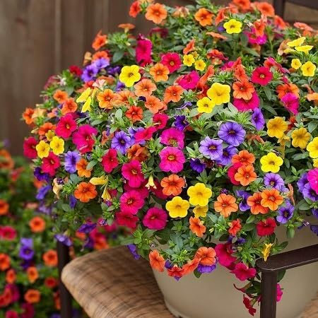 Neue, frische 70 Stück Calibrachoa-Blumensamen