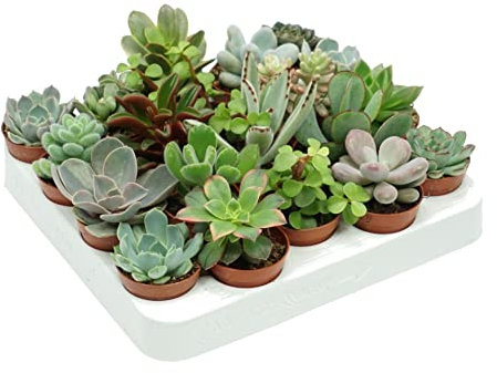 DECOALIVE Pack de 20 Plantas Suculentas Naturales para Decorar el Hogar
