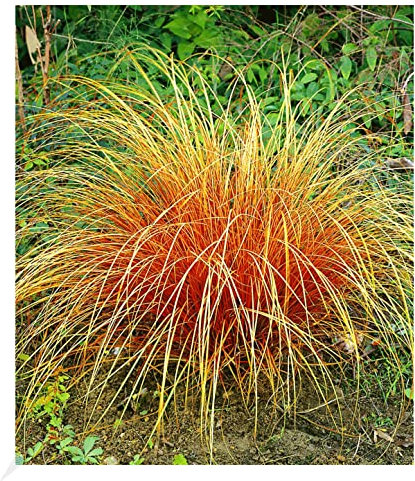 BALDUR Garten Carex 'Bronze Reflection' Segge winterharte Staude, 3 Pflanzen Ziergräser, Schmuckgras, mehrjährig, pflegeleicht, Wasserbedarf gering, Carex comans