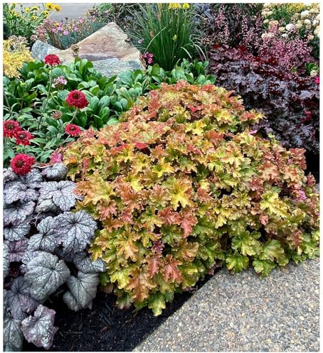 Stauden Gänge 3 x Heuchera Hybride 'Marmalade' im 1 Liter Topf (Staude/Winterhart/Bodendecker/Mehrjährig/Immergrün) Purpurglöckchen - Ein Farbenspiel aus Honig, Kupfer und Bernstein