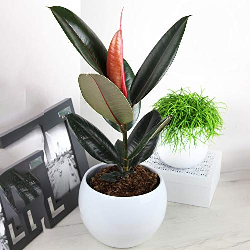 Ficus Abidjan - Gummibaum | Premium Immergrüne Zimmerpflanze | 30-40 cm mit Topf