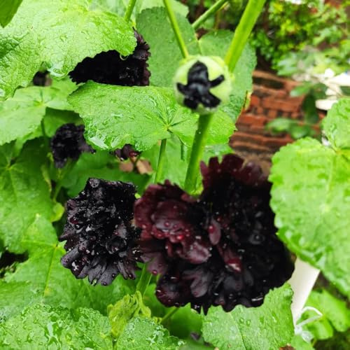 malvarosa da giardino roccioso conto semi di malvarosa selvatici da balcone resistenti in vaso aromatiche per aiuole rialzate siepe decorativa 400semi