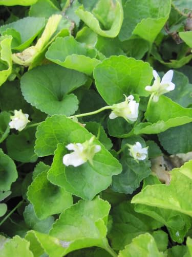 Hellblaues Duftveilchen Schneekönigin - Viola odorata Reine de Neiges - Insektenweide