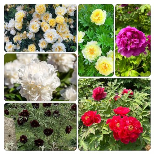peonía de Cubresuelos resistentes de techos verdes comprar semillas decorativa Balcón parterre verano 350pcs