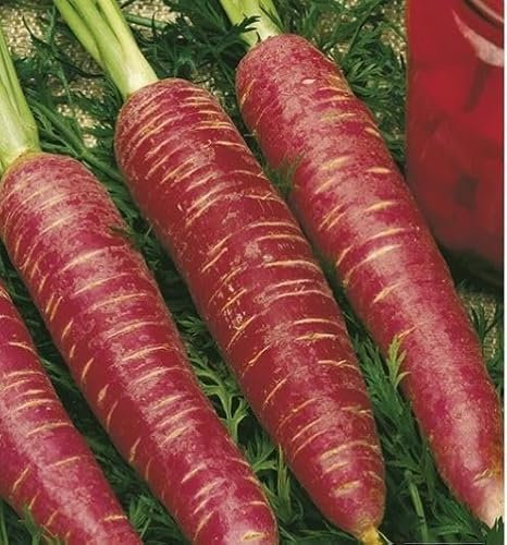 Peyca Semillas Hortícolas - Zanahoria roja vinagre - Mascarell