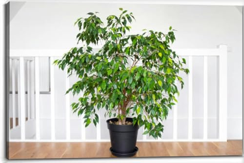 Canvas Wall Art for Living Room Bedroom Beautiful lush houseplant Ficus benjamina commonly known as weeping Big Large Wall Art Decor Framed Painting Wall Pictures Prints Artwork 24x32in