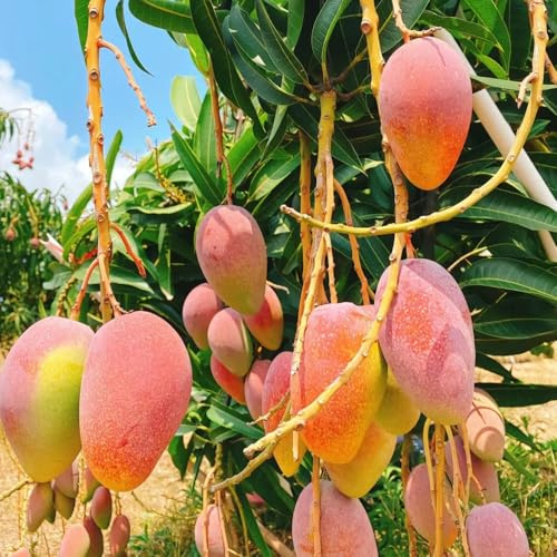 Semi di mango - resistenti frutteto giardino di semi di da balcone semi di per il giardino frutto colonnare regali 10pcs
