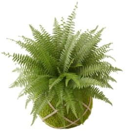 Kokedama Natural de Helecho Bostón Planta Viva de Interior Artesanal | DECOALIVE Decoración Natural