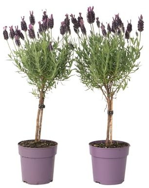 Plant in a Box - Lavandula stoechas 'Anouk' - Set de 2 - Lavandier - résistant au froid - plantes de jardin - Pot 12cm - hauteur 30-40cm