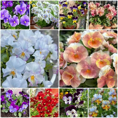 Semi di viola del pensiero resistenti, semi di Viola tricolore, biologici rari selvatici 500pcs