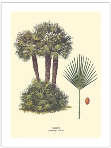 Dwarf Palm Tree - Palmier (Chamaerops Humilis) - Vintage Botanical Illustration by Ferry c.1967 - Fine Art Matte Paper Print (Unframed) 24x32in