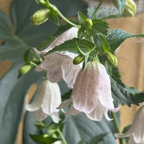 Semillas de campanilla-Campanula Medium,de balcón,de jardín Cultivo de semillas,resistentes al aire libre.150pcs