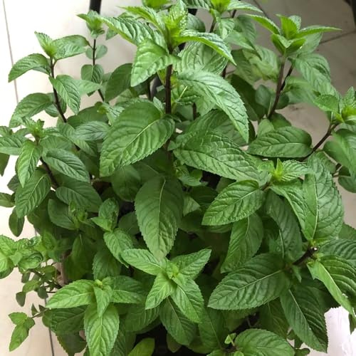 Semi di menta piperita, resistente al freddo, per balconi tappezzante e rare 25pcs