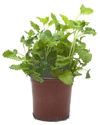 Planta Natural de Melisa - Planta Aromática Viva de Interior y Exterior Fácil de Cuidar - Huerto Urbano y Jardín - Altura: 20 cm - Maceta de 10 cm