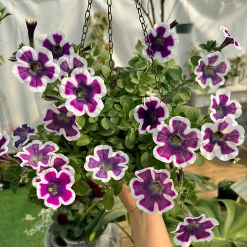 petunias - petunias colgantes semillas de silvestres de sombra semillas petunia primavera, resistentes en macetas balcón cortadas Decoración 1000semillas