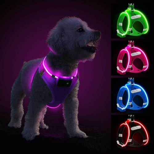 PcEoTllar Luminosa per Cani, LED Pettorina con Luce USB Ricaricabile Riflettente Confortevole Leggera per Cani da Cuccioli Piccola Media, Viola-M