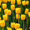 Bulbo Tulipan Amarillo, Bulbos De Tulipanes Plantas Naturales De Tulipán Para Interior, Ideal Para Decorar Y Dar Vida A Cualquier Espacio De Tu Hogar - 10 Piezas (Amarillo)