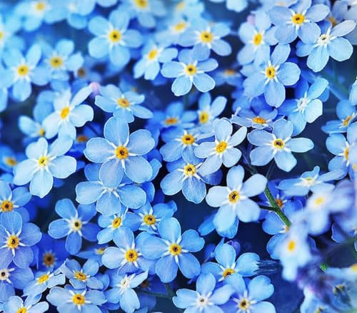 Forget Me Not Seeds - 5000 Flower Seeds - Perennial Ground Cover Seed for Tulips and Other Bulbs - Bulk Flowering Ground Cover - Grown in the USA
