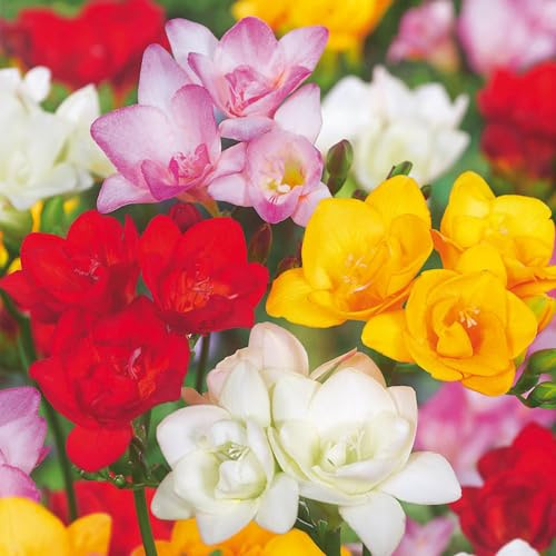 50 Freesia 'Double Mix' Bulbes à Fleurs d'Été en Paquet Très Grand - Plantes Prêtes pour les Parterres de Fleurs, Pots, Conteneurs