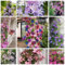 1.000 Clematis-Samen in gemischten Farben – winterharte und mehrjährige Pflanzen, ideal für Balkone, Gärten, Terrassen und als Topfpflanzen geeignet.Es ist die ideale Wahl für alle Gartenliebhaber!