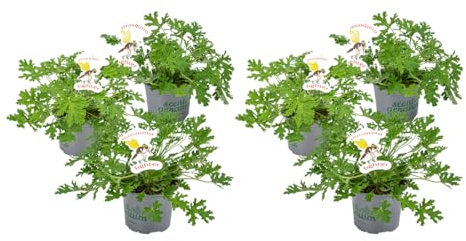Pelargonium Graveolens - Geranio Limón - Antimosquitos - Perfumado - 10,5 cm - 15-20 cm