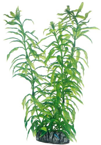 Hobby 51566 heteranthera, 25 cm