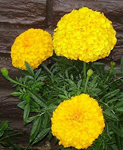 Shopvise Yellow & orange Cracker Jack Ringelblumen-Samen 100 Stück